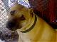   pit.bull.dxb