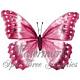   Butterfly1982