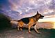  doglover