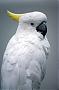   COCKATOO_1