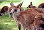   mr.kangroo