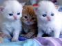   kingdom cats