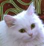   Itchino_cs