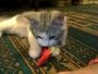   .kitty