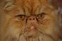   KEET.CAT