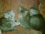   cats 4 sale