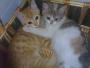   BOBO & LOLO