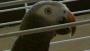   BIRDS_LOVER