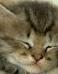   beautiful cat