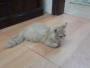   cate memo
