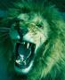    2zoo