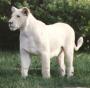  white Lion
